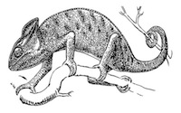 cameleon-t15741