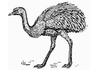 rhea-autruche-t13278
